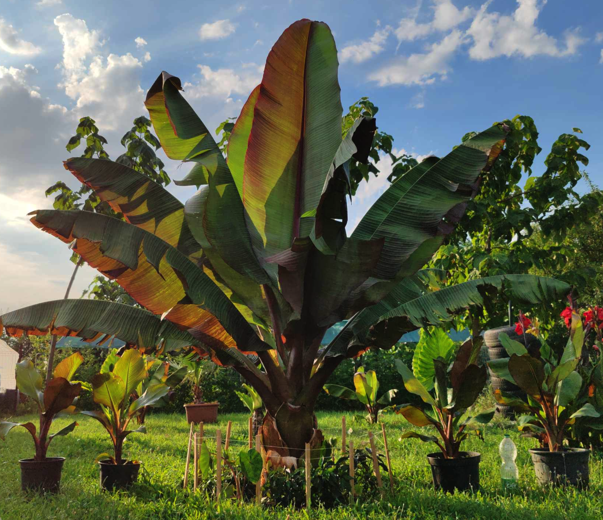 Kifejlett Maurelli banán növény