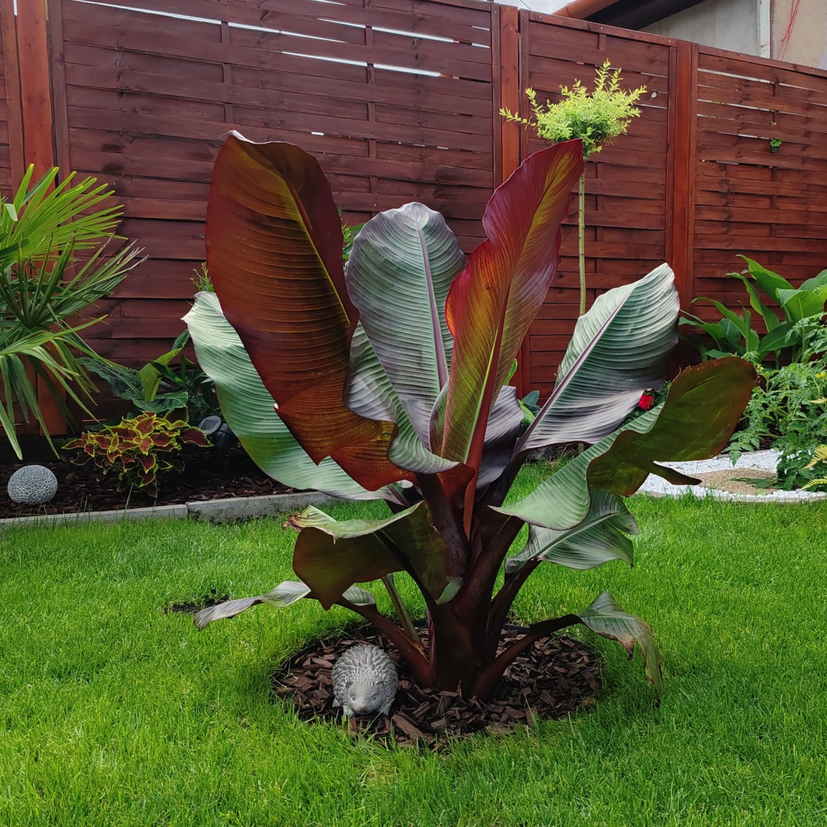 Maurelli banán galéria