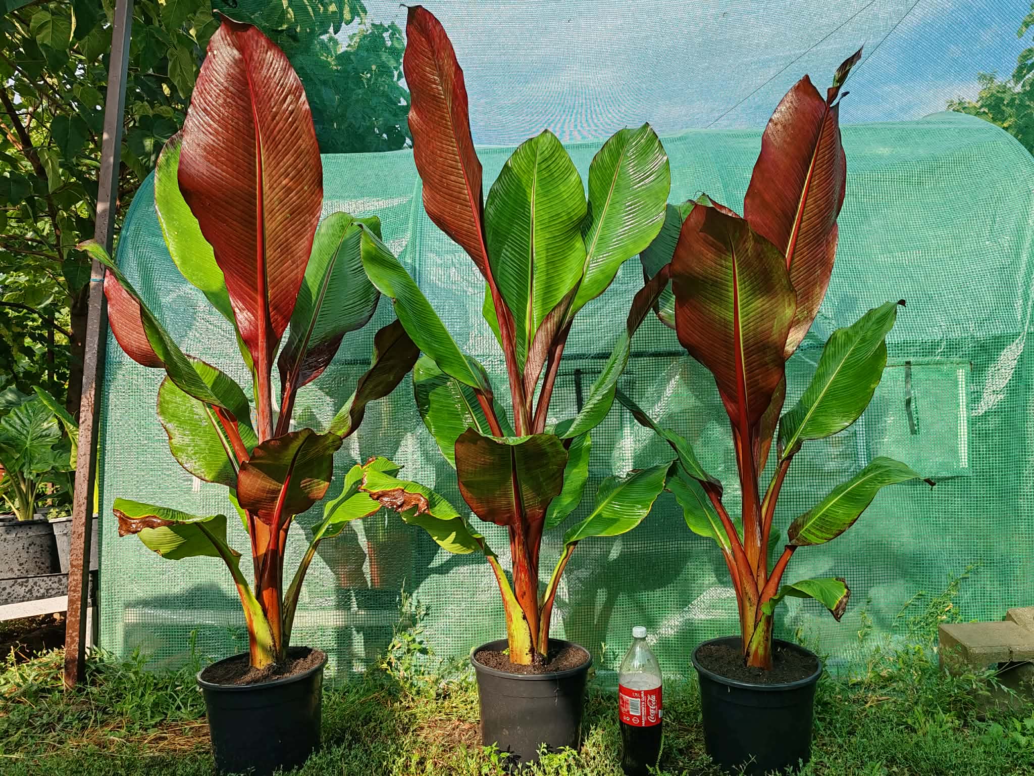 Maurelli banán galéria 1