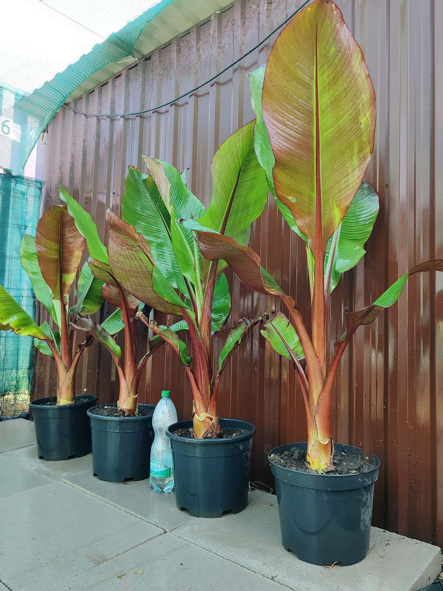 Maurelli banán galéria 2