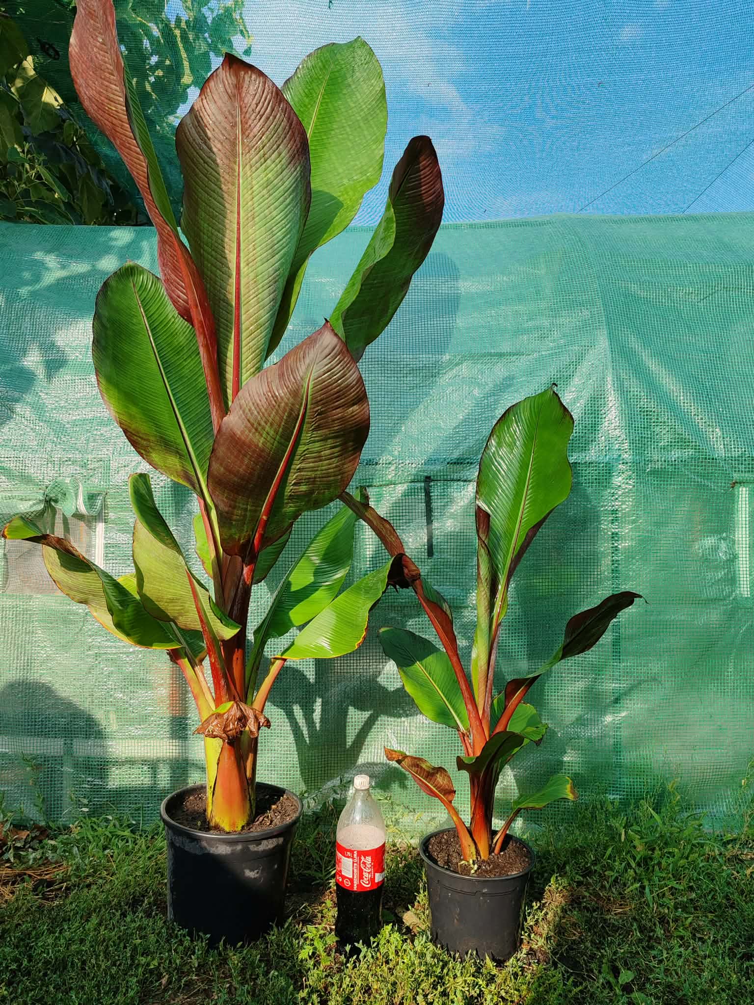 Maurelli banán galéria 3