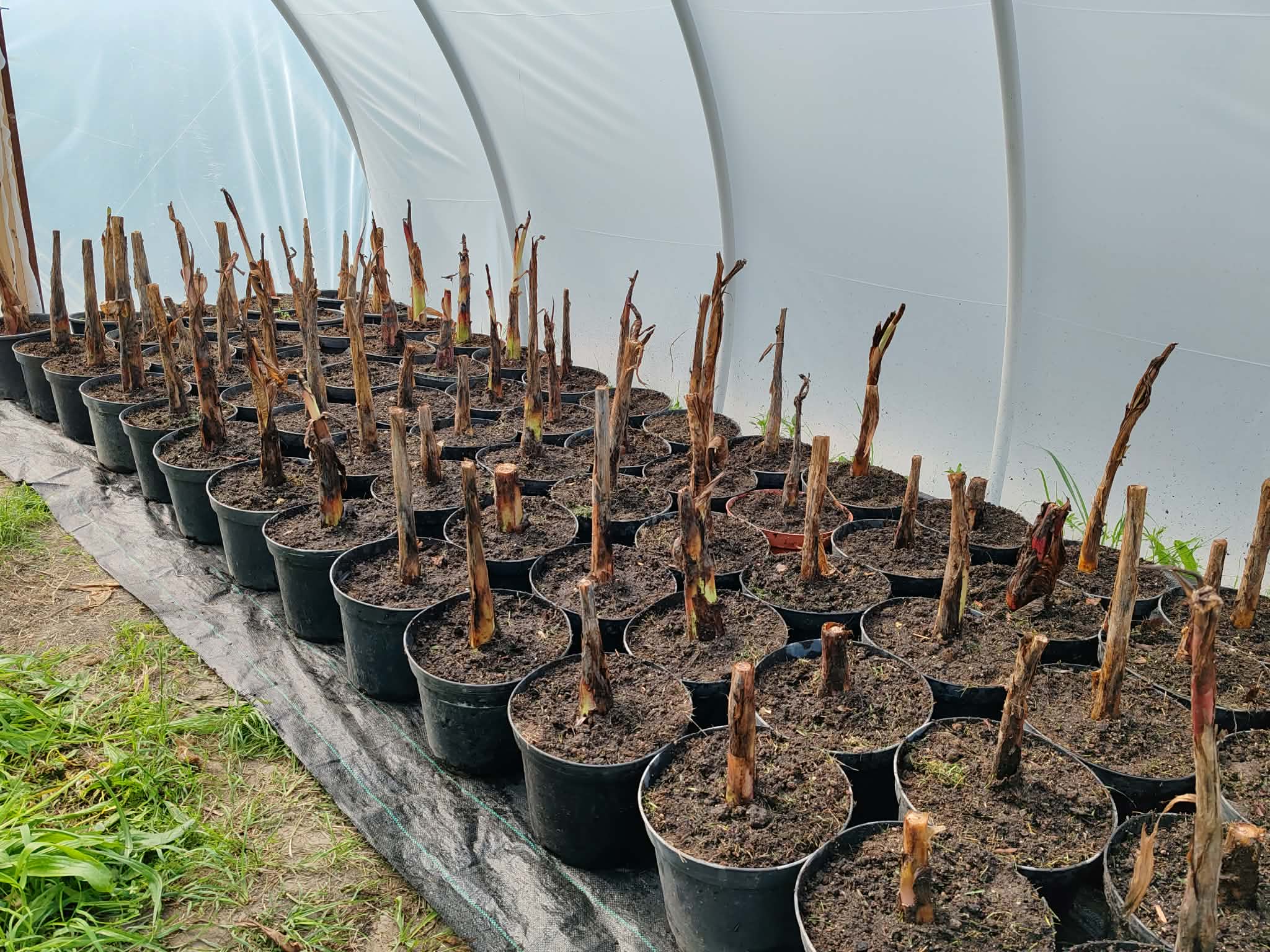 Maurelli banán galéria 4