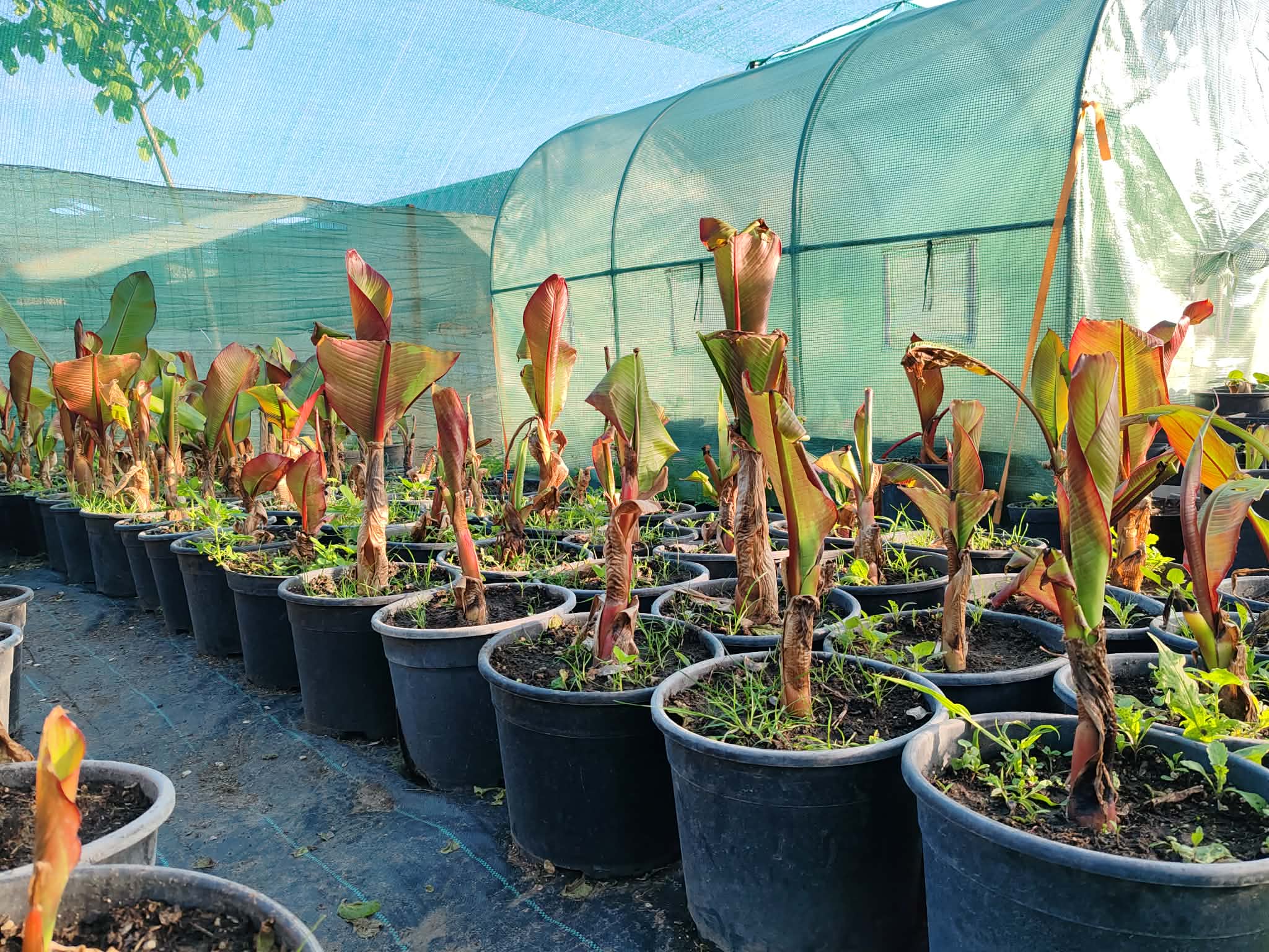 Maurelli banán galéria 5